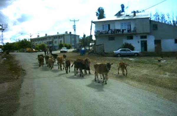 Demirözü