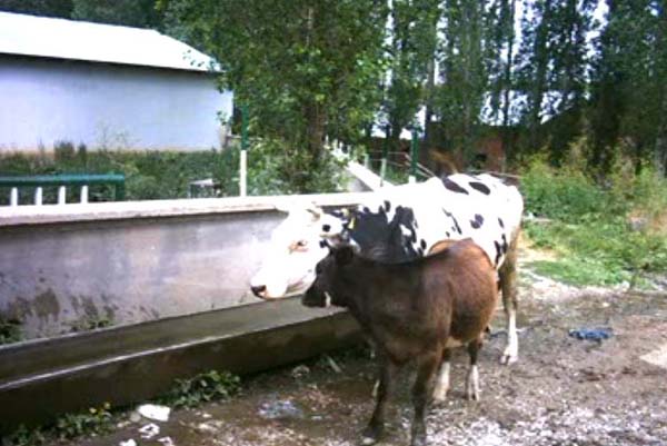 Demirözü
