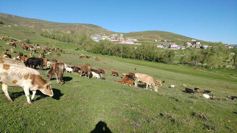 Damlıca Köyü (Gülari Hayık)