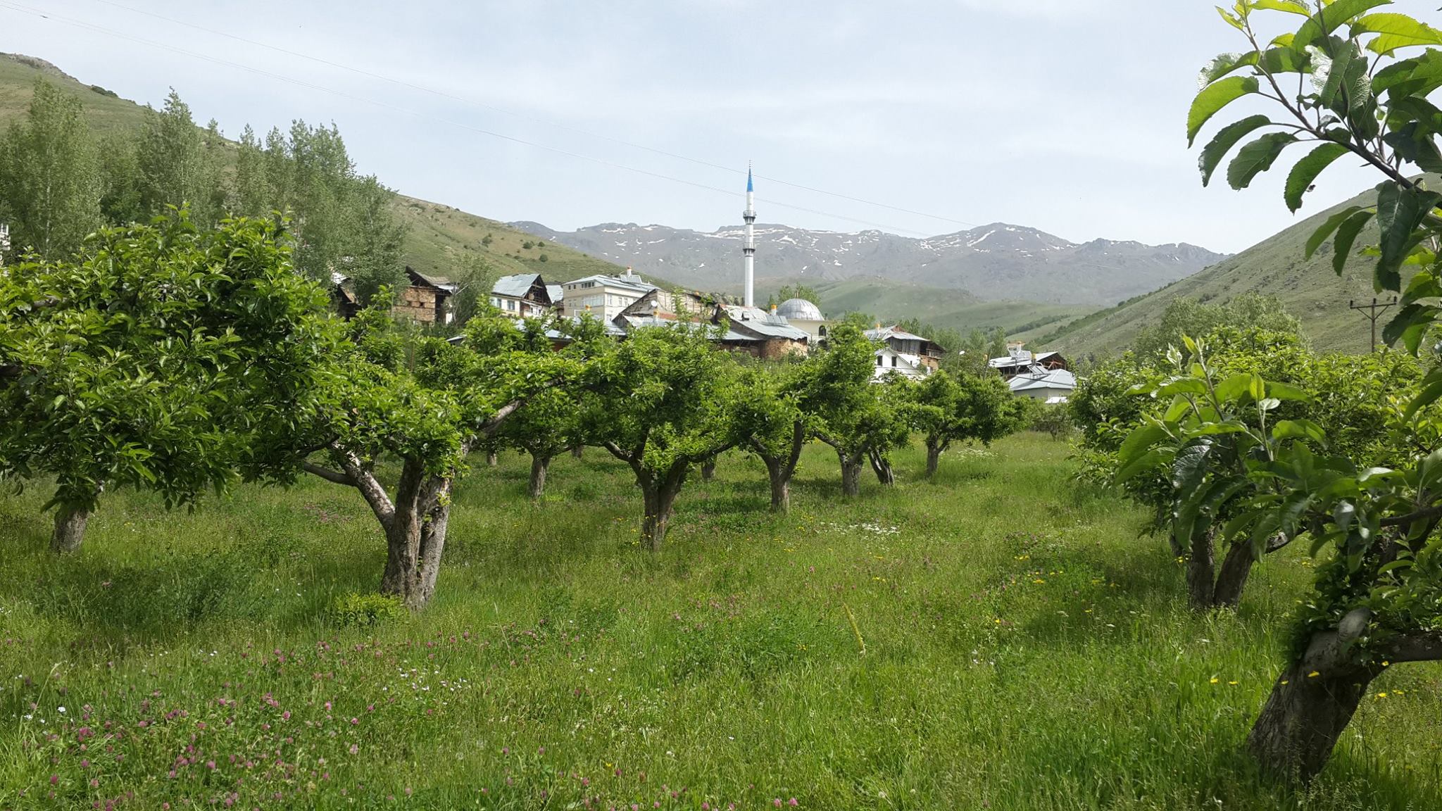 Koçbayır Köyü (Pörge)