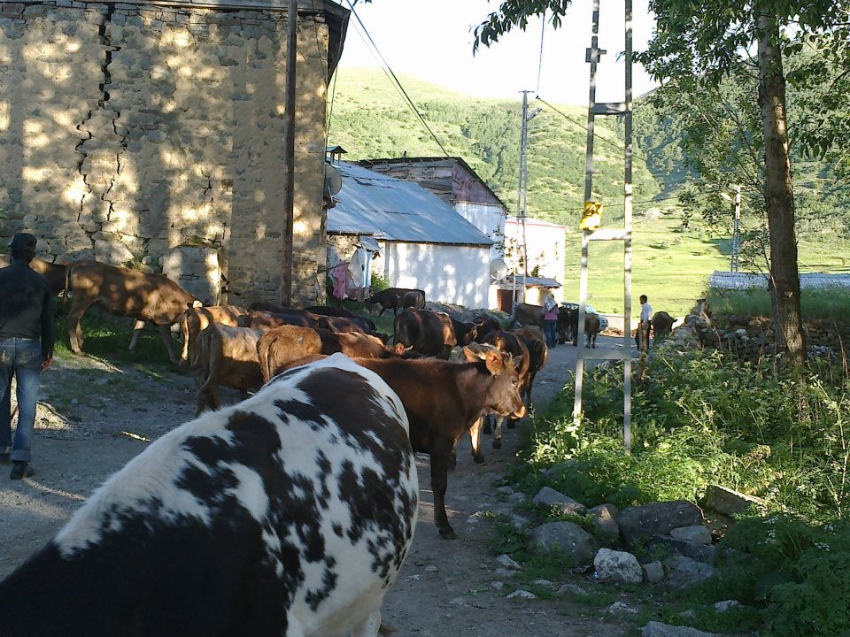 Sarıhan Köyü (Haho)