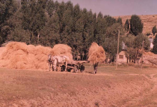 Çerci Köyü (Çerçi)