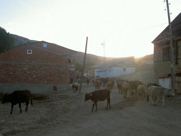 Çerci Köyü (Çerçi)