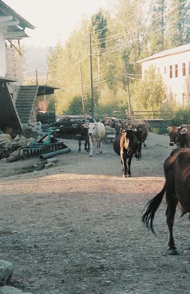 Ballıkaya Köyü (Pigeyi)