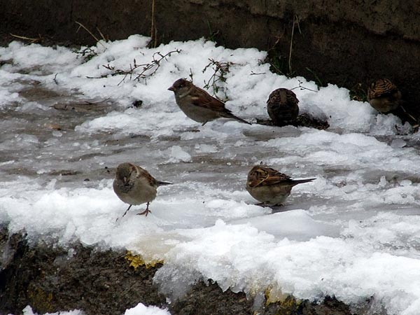 Bayburt 2007