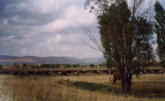 Arpalı Köyü (Niv)