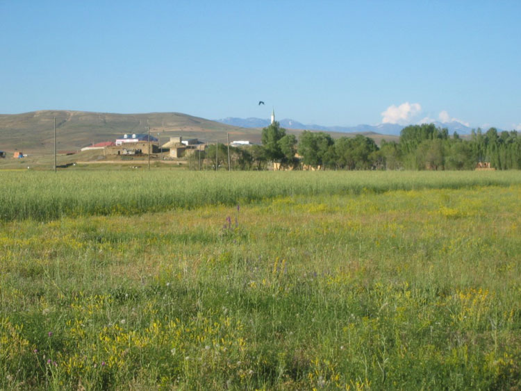 Çorak Köyü (Çorak)