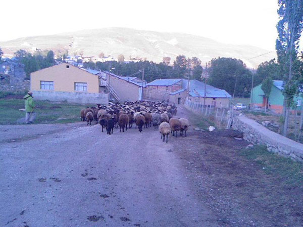 Kitre Köyü (Kitre)