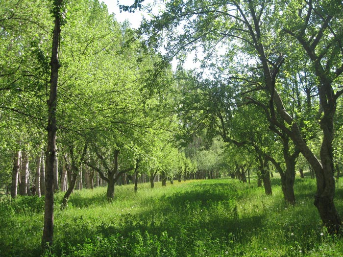 Sarımeşe Köyü (Havunus)