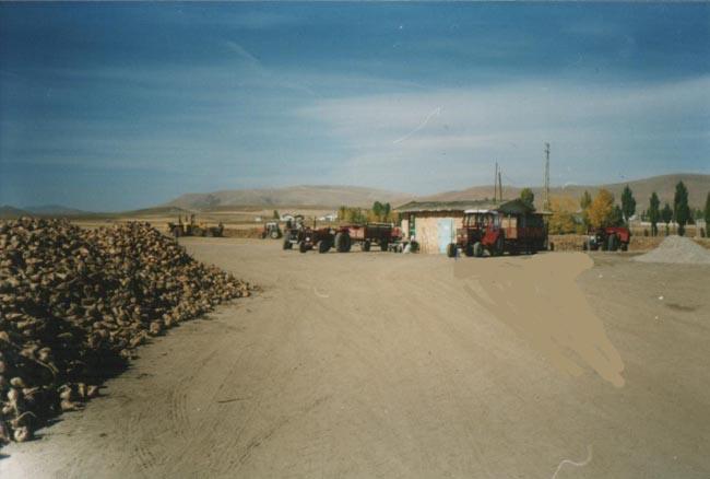Arpalı Köyü (Niv)