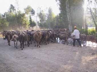 Yukarı Kırzı Köyü (Yukarı Kırzı)